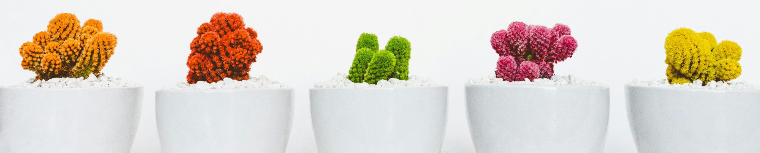 Barbara Meo-Evoli Location